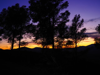 Anochecer entre pinares