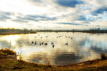 A beautiful swan family swims on the lake