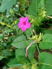 Four o’clock plant  (Mirabilis jalapa L.) on the nature background