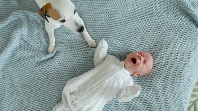 the dog lies next to the crying baby on the bed