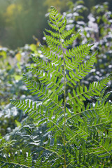 Fototapeta premium Pteridium aquilinum or bracken, brake or common bracken, also known as eagle fern, and Eastern brakenfern