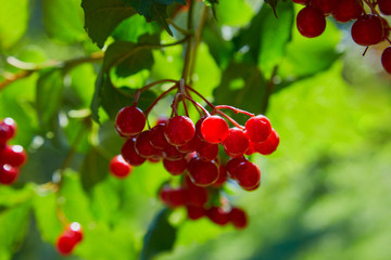 Closeup of bunches of red berries of a Guelder rose or Viburnum growing in the orchard