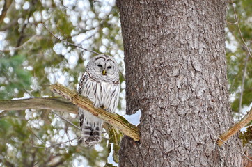 Barred Owl in the wild, Ontario, Canada
