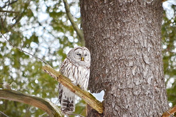 Barred Owl in the wild, Ontario, Canada
