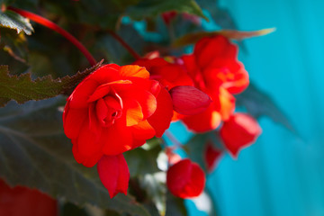Numerous bright flowers of tuberous begonias (Begonia tuberhybrida) in garden.