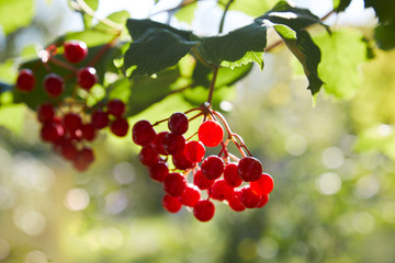 Closeup of bunches of red berries of a Guelder rose or Viburnum growing in the orchard