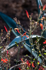 red berries on a tree