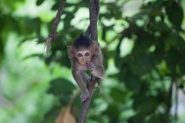可愛いサル　