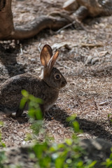 rabbit in the grass