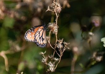 butterfly on a flower