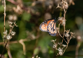 butterfly on a flower
