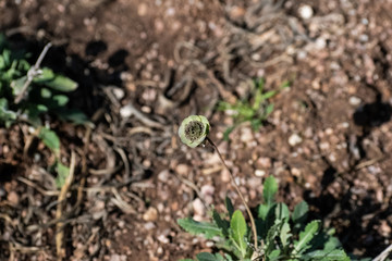 seedlings growing in soil