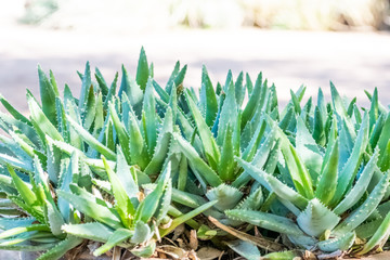 Obraz premium green onions in the market