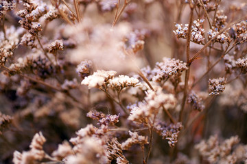 Twigs of Small White Dry Spring Flowers
