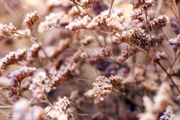 Twigs of Small White Dry Spring Flowers