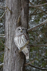 Barred Owl