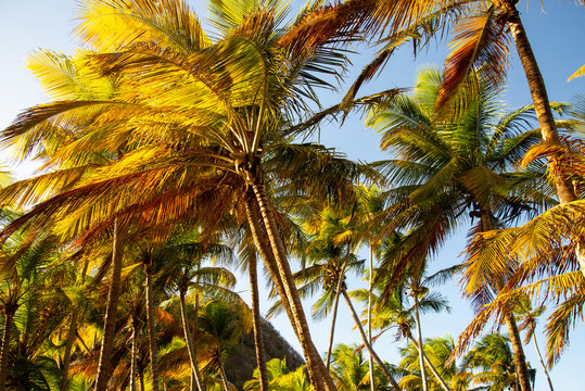 Palmier plage les Saintes Guadeloupe France