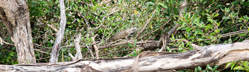 Caméléon Fort Napoléon Terre de Haut Guadeloupe France