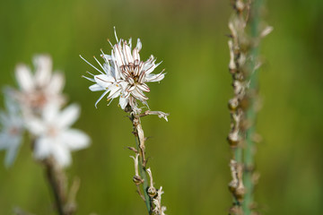 Asphodèle ramifié