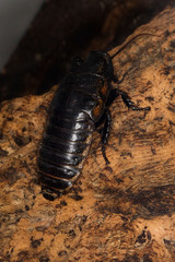 Madagascar hissing cockroach (Princisia vanwaerebeki ).