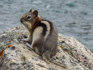 Closeup of a cute golden mantled ground squirrel sitting on a rock