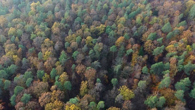 Aerial view of forest with autumn leaf colors