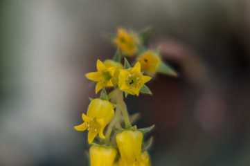 pequena flor amarela da planta suculenta 