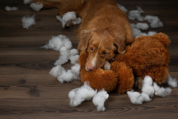 bad dog spoils the toy. Nova Scotia Duck Tolling Retriever on the couch plays at home. Pet spoils things