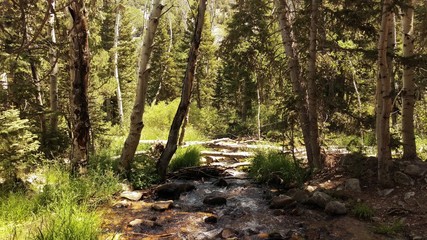 Hiking Along the Creek Among the Trees in a National Park