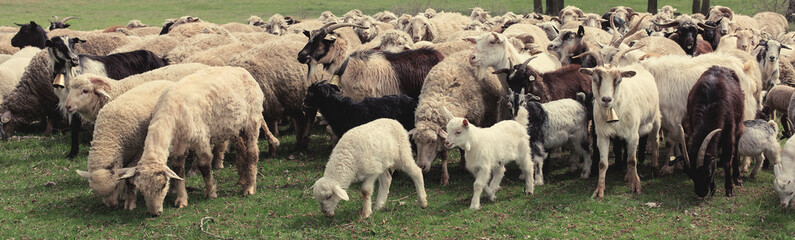 Sheep and goats graze on green grass in spring. Panorama, toned.