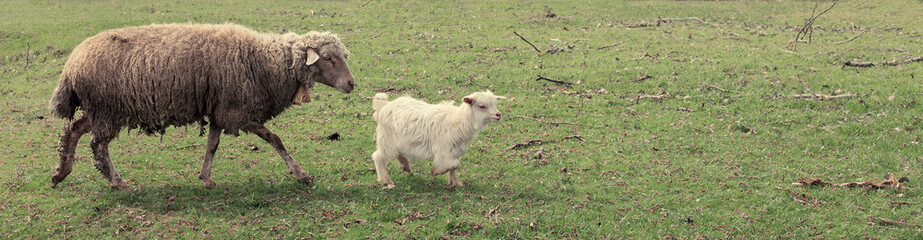 Sheep and goats graze on green grass in spring. Panorama, toned.