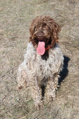 Wire-haired pointing griffon or Korthals with tongue sticking out
