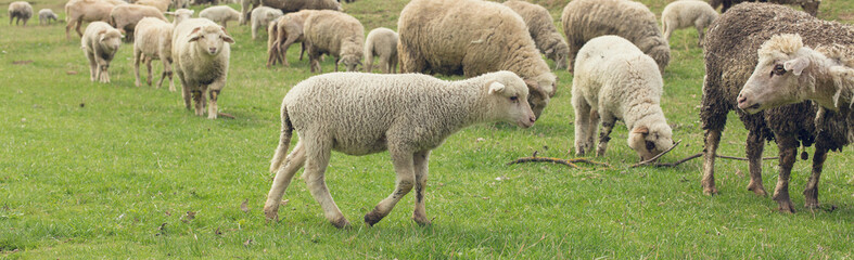 Sheep and goats graze on green grass in spring. Panorama, toned.