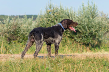 German hunting watchdog drahthaar, beautiful dog portrait in summer