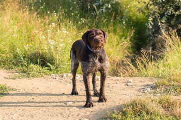 German hunting watchdog drahthaar, beautiful dog portrait in summer