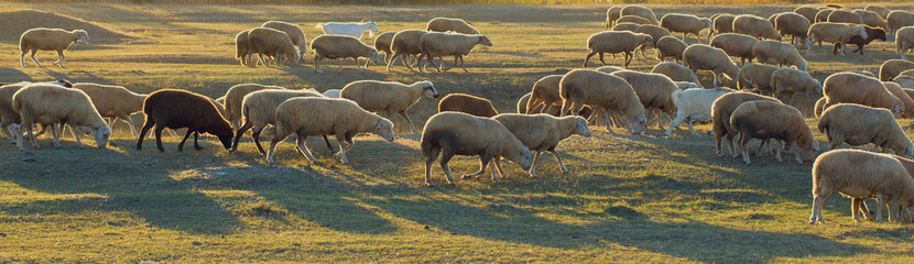 Sheep and goats graze on green grass in spring. Panorama, toned.