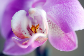 Obraz na płótnie Canvas Close up shot of an orchid