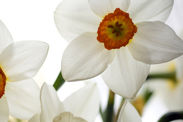 Close-up of white daffodil flowers, known as Paperwhite, Narcissus papyraceus