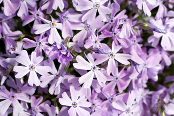 Sweet William catchfly (Silene armeria or Atocion armeria), Caryophyllaceae.