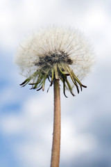 Close up shot of a dandelion flower ball
