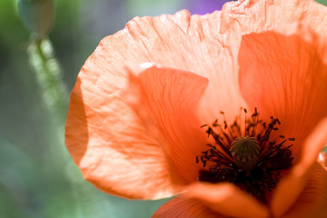 Close up shot of a poppy flower