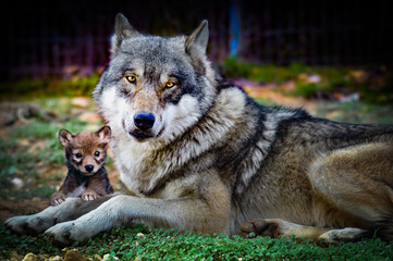 wolf and baby wolf © Marcio
