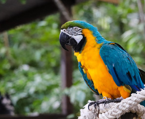 Yellow and blue parrot