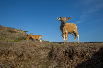 Scenic view of amazing tropical beach. Nature composition and vibrant colors.