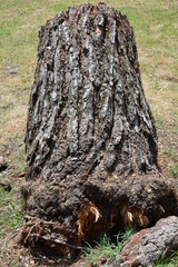 Obraz premium wooden log in the forest