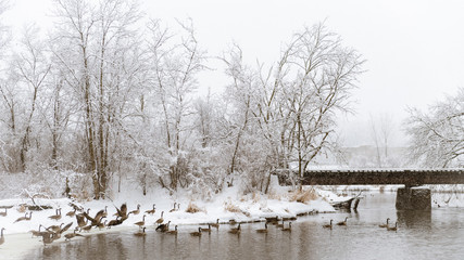 Snowy Wisconsin Landscape along River with Canadian Geese