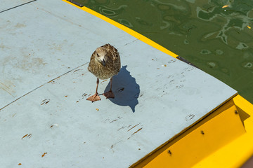 Venice, Italy - April 19, 2019: Seagull model posing on the yellow taxi boat in one of Canal in...