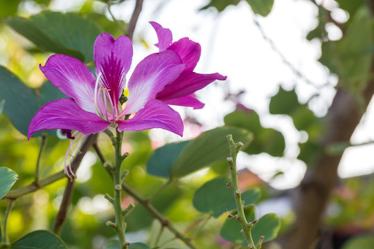 Chongkho flowers are purple flowers. Big and tall stems are popular. Beautiful pink Chongkho Flowers in park. Purple orchid Tree, bauhinia purpurea, purple Bauhinia or hong kong orchid tree.