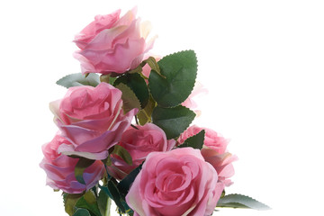 pink roses on a white background.postcard