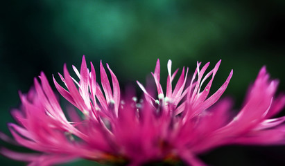 Eine Nahaufnahme von einer pinken Kornblume im Garten